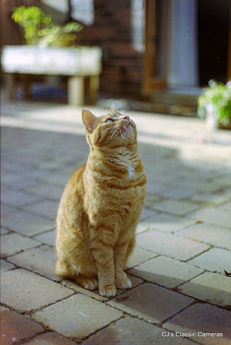 click image for photos Zeiss Ikon ZI RF